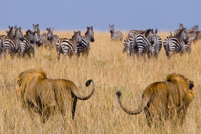 Affordable 3-Day Safari to Serengeti & Ngorongoro Crater - Day 2: Crossing From Serengeti to Ngorongoro With Wildlife on the Way