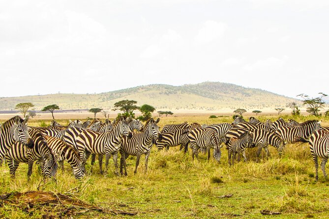 Affordable 4 Days Tanzania Private Mid-range Lodge Safari Tour - A best-buy safari route: Serengeti plus Ngorongoro in 4 days from Arusha