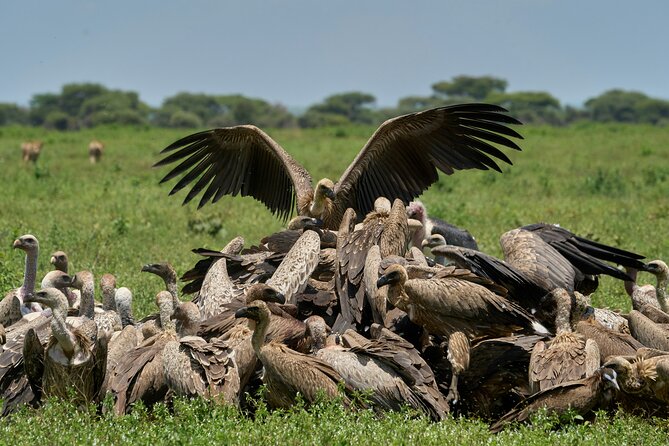 Affordable 4 Days Tanzania Private Mid-range Lodge Safari Tour - Day 2 full day Central Serengeti with a picnic lunch in the wild