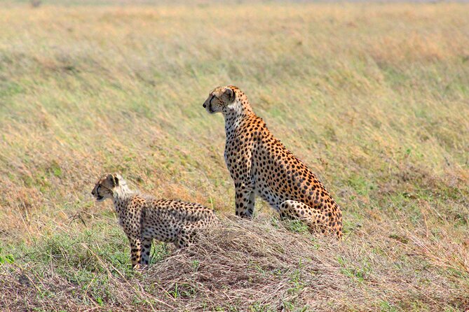 Affordable 4 Days Tanzania Private Mid-range Lodge Safari Tour - Day 3 morning Serengeti game drive, then a scenic move to Ngorongoro rim camp