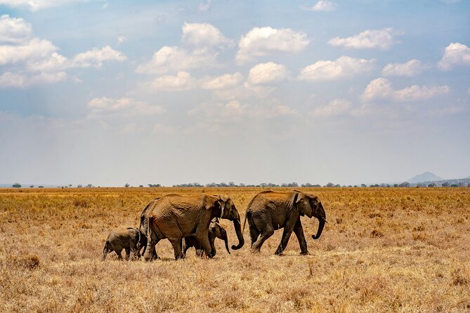 Affordable 4 Days Tanzania Private Mid-range Lodge Safari Tour - Price and value: what $1,781 per person gets you in real terms