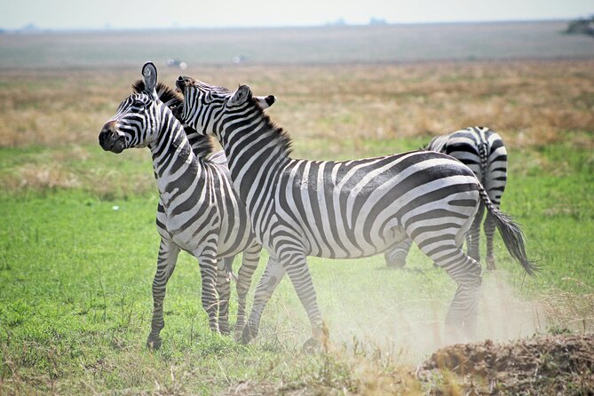 Affordable 4 Days Tanzania Private Mid-range Lodge Safari Tour - Who this Tanzania private safari fits best, and who might want a different plan
