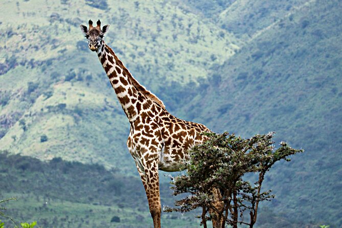 Affordable 4 Days Tanzania Private Mid-range Lodge Safari Tour - Day 1 drive into Serengeti (Seronera) and your first big afternoon game drive