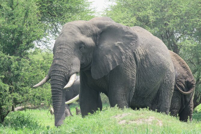 Affordable 5 days Tanzania budget camping safari (group joining) - Day 3 Sunrise Game Drive in Serengeti, Then Ngorongoro Conservation Area