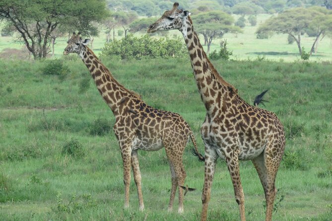 Affordable 5 days Tanzania budget camping safari (group joining) - Day 5 Lake Manyara Lions and Birdlife, Then Back to Arusha