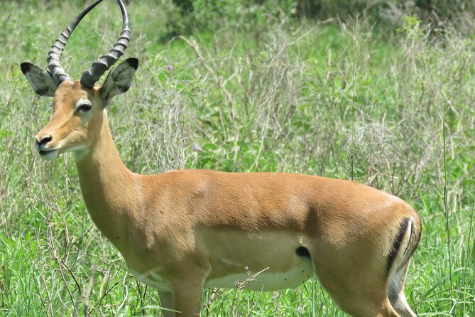 Affordable 5 days Tanzania budget camping safari (group joining) - Camping Style, Meals, and Water You Can Count On