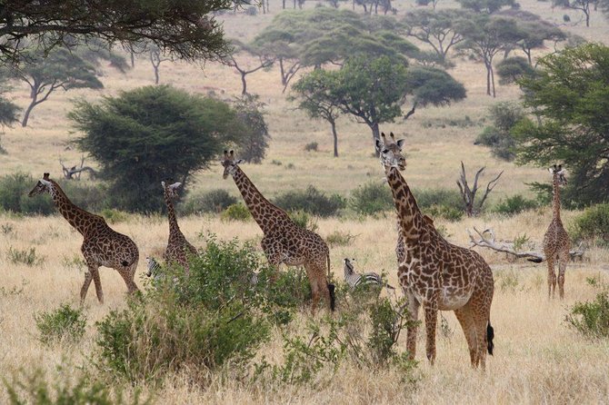 Affordable Short Tanzania Safari (2 Days Camping Safari) - Two Parks in Two Days: Why This Fast Safari Works