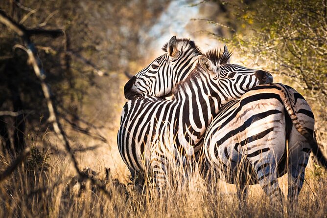 Amazing 4 Days Safari 3 Nights: Tarangire, Ngorongoro, Serengeti - Ngorongoro: A Collapsed Volcano Where Density Can Steal the Show