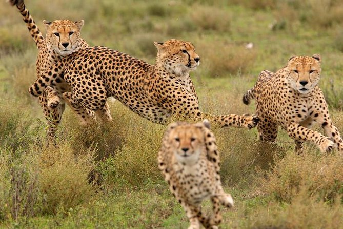 Amazing 4 Days Safari 3 Nights: Tarangire, Ngorongoro, Serengeti - Camping Safari Reality: Meals Included, Comfort is Simple