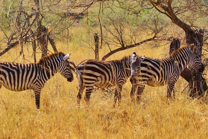 Amazing 4 Days Safari 3 Nights: Tarangire, Ngorongoro, Serengeti - Serengeti: Best Chances for Cheetah, Leopard, and Lion