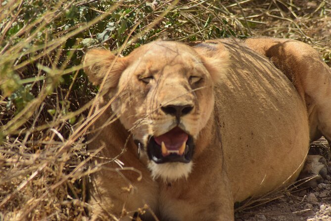 Amazing 4 Days Tanzania Budget Camping Group Joining Safari - Ngorongoro Crater: The 600+ Meter Drop and Predator Watching