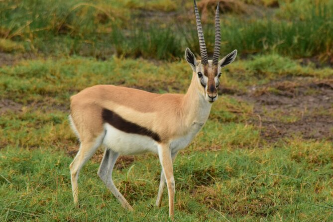 Amazing 4 Days Tanzania Budget Camping Group Joining Safari - Camping Nights and Included Meals: Budget Comfort That Still Feels Like Safari