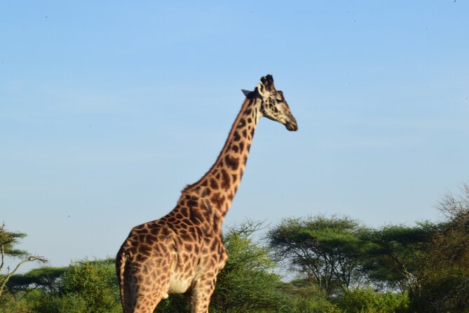 Amazing 4 Days Tanzania Budget Camping Group Joining Safari - Price and Value: Is $1,283 a Good Deal for This Circuit?