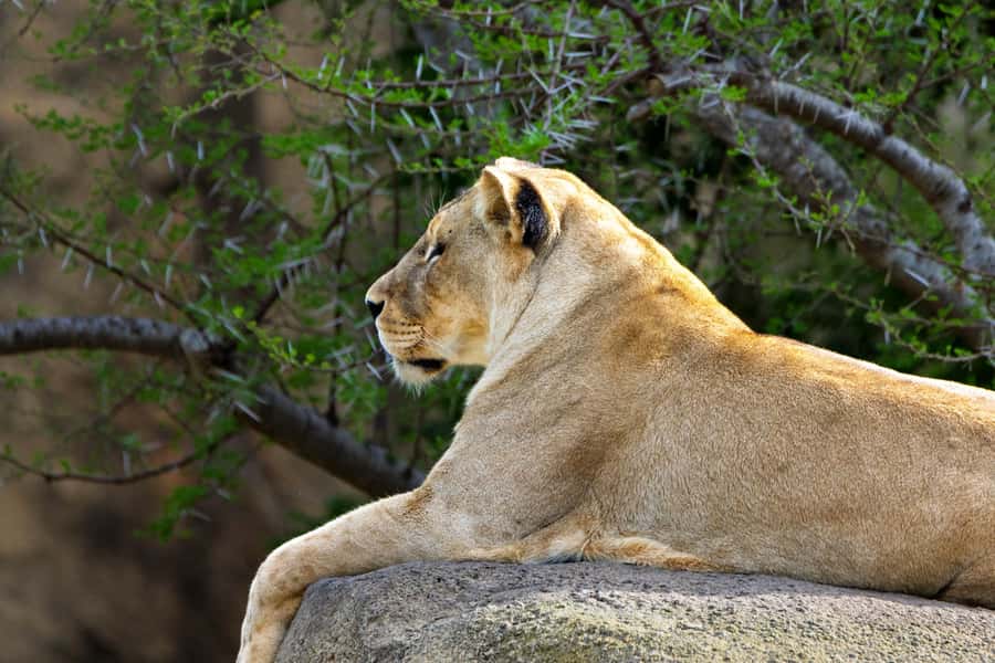 Arusha: 2 Day Tarangire & Ngorongoro Crater Big Five Safari - Why This 2-Day Big Five Plan Works