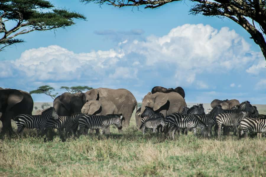 Arusha: 2 Day Tarangire & Ngorongoro Crater Big Five Safari - Key Highlights You’ll Feel On Safari