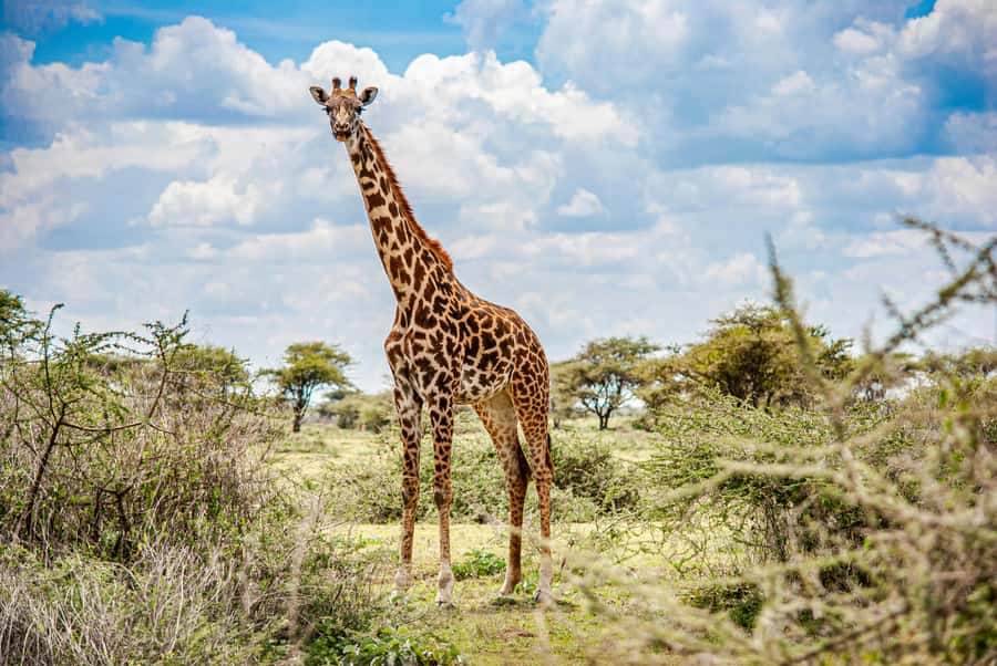 Arusha: 2 Day Tarangire & Ngorongoro Crater Big Five Safari - Night Stop Options: Camping Comfort vs Mid-Range Lodges