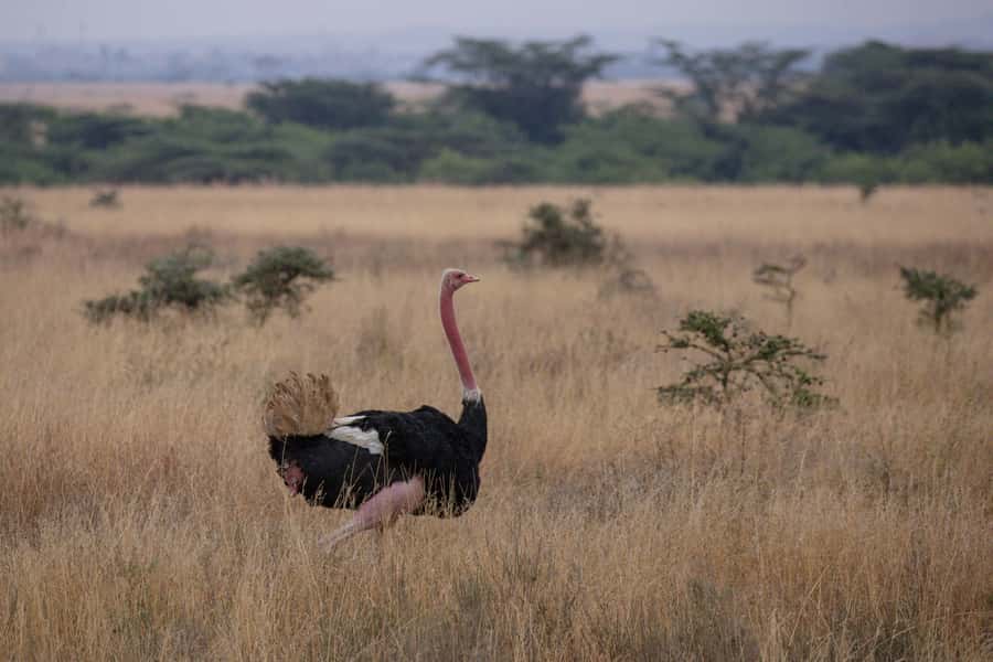 Arusha: 2 Day Tarangire & Ngorongoro Crater Big Five Safari - Comfort, Meals, and Water, the Stuff You Actually Care About
