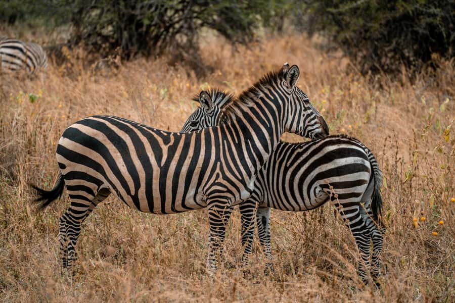 Arusha: 2 Day Tarangire & Ngorongoro Crater Big Five Safari - Packing Tips That Fit This Exact Schedule