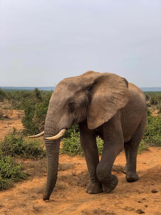 Arusha: 3-Day Serengeti & Ngorongoro Crater Big Five Safari - Why a 3-Day Serengeti and Ngorongoro Big Five Route Makes Sense