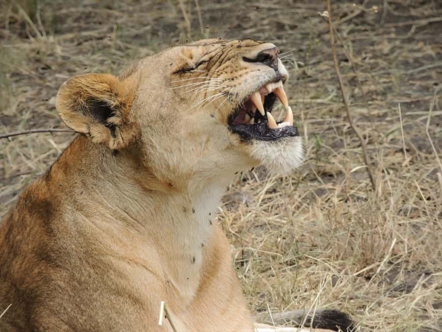 Arusha: 3-Day Serengeti & Ngorongoro Crater Big Five Safari - Guides, Spotting Skills, and How to Think About Your Big Five Odds