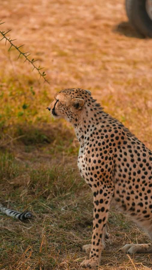 Arusha: 3-Day Serengeti & Ngorongoro Crater Big Five Safari - Lodges vs Camping: Comfort Level Changes the Whole Safari Mood