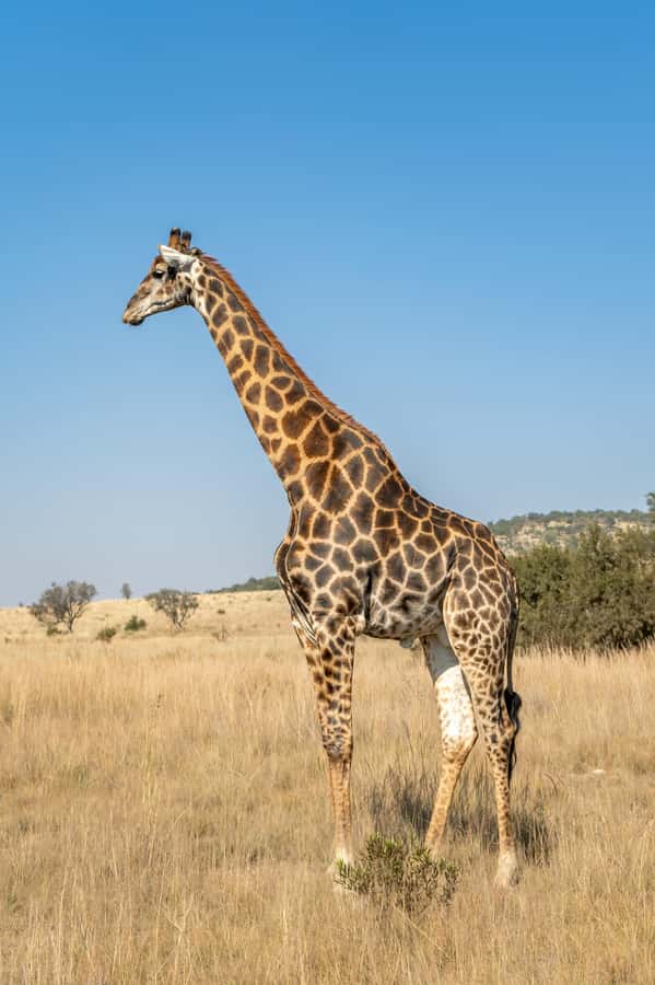 Arusha: 3-Day Serengeti & Ngorongoro Crater Big Five Safari - Price and What You Really Get for About $900 Per Person