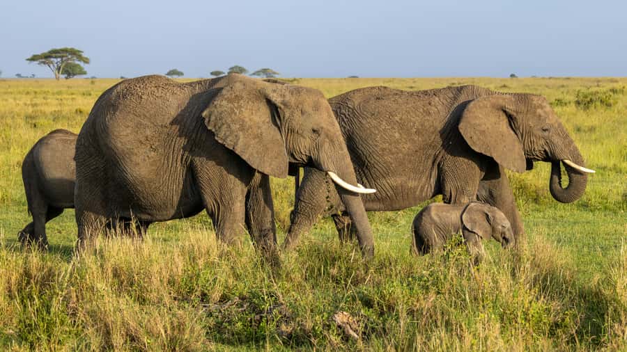 Arusha: 3-Day Serengeti & Ngorongoro Crater Big Five Safari - What to Pack, Dress Neutral, and Follow Safari Rules