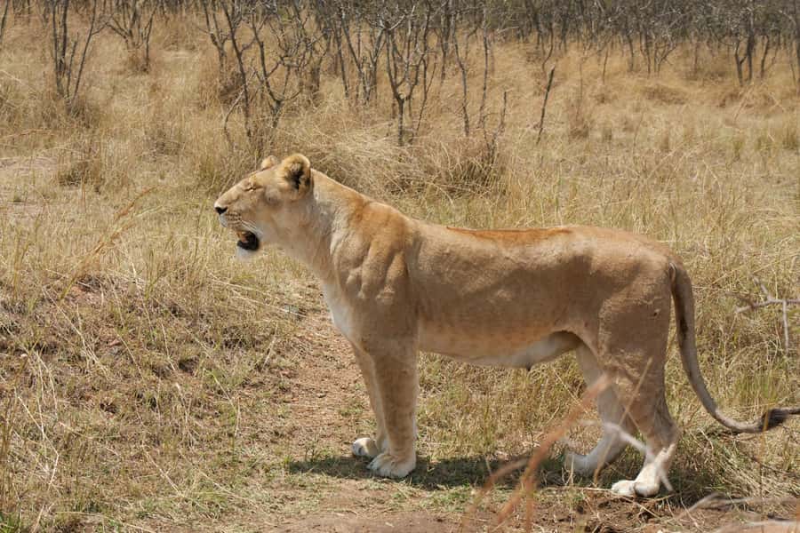 Arusha: 3-Day Serengeti & Ngorongoro Crater Big Five Safari - Should You Book? My Call on This Arusha Big Five Adventure
