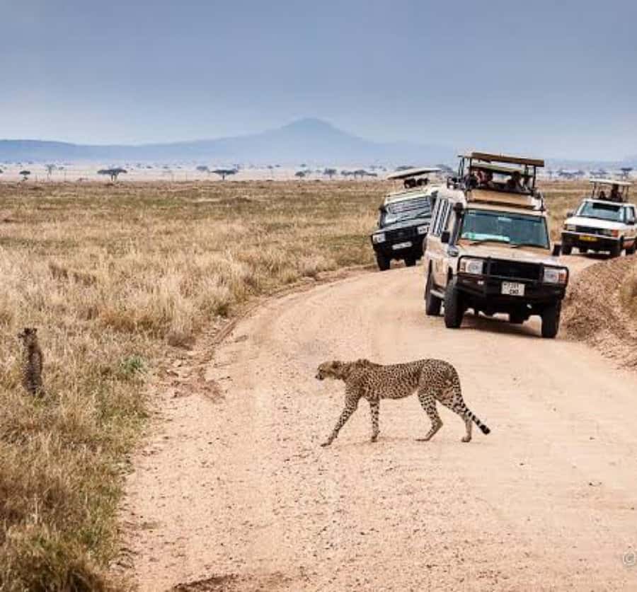 Arusha: 3-Day Serengeti & Ngorongoro Crater Big Five Safari - Day 2: Sunrise Serengeti, Then Ngorongoro Rim Views and Another Cracking Drive
