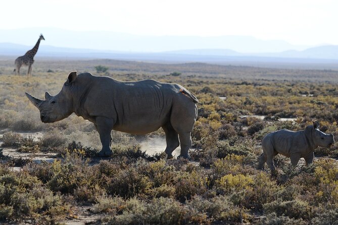 Arusha: 5 days Safari Trip Tarangire, Lake Manyara and Ngorongoro - Day 4 Ngorongoro Crater: your Big Five day in a single caldera
