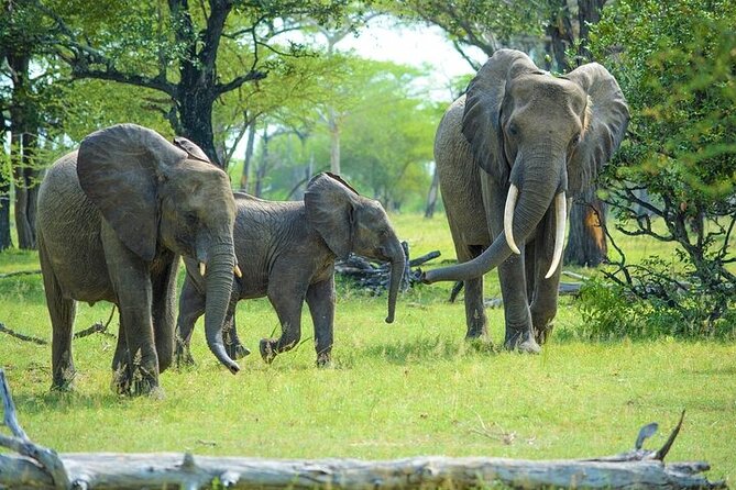 Arusha: 5 days Safari Trip Tarangire, Lake Manyara and Ngorongoro - The safari rhythm: timing, vehicle days, and comfort tips