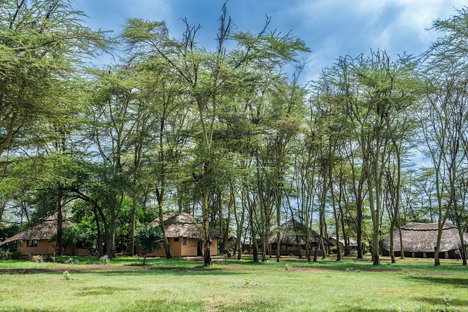 Arusha: 5 days Safari Trip Tarangire, Lake Manyara and Ngorongoro - Day 2 in Lake Manyara: tree-climbing lions and changing habitats
