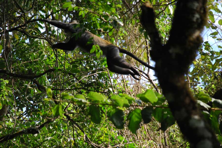 Arusha: Arusha National Park Day Trip w/ Game Drives & Lunch - Key things that make this safari tick