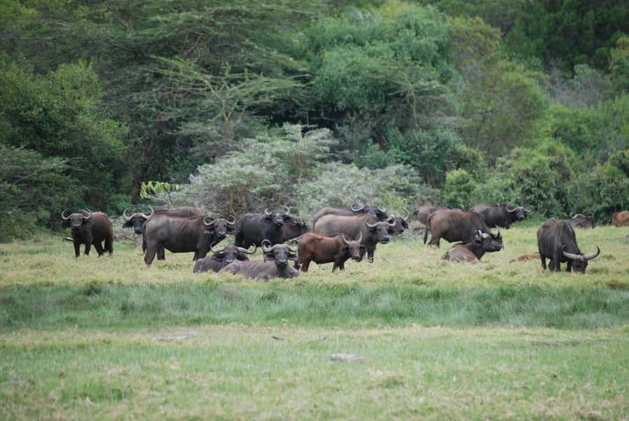 Arusha: Arusha National Park Day Trip w/ Game Drives & Lunch - Why Arusha National Park works as a one-day safari