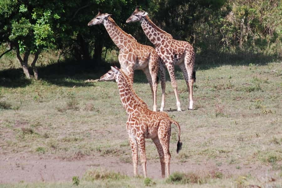 Arusha: Arusha National Park Day Trip w/ Game Drives & Lunch - Lunch at Momela wildlife lodge: where the day resets