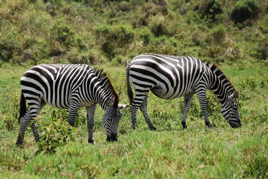 Arusha: Arusha National Park Day Trip w/ Game Drives & Lunch - Wildlife you can realistically expect in a small park