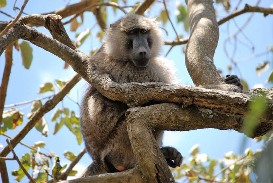 Arusha: Arusha National Park Day Trip w/ Game Drives & Lunch - Price and value: is $340 per person worth a private day?