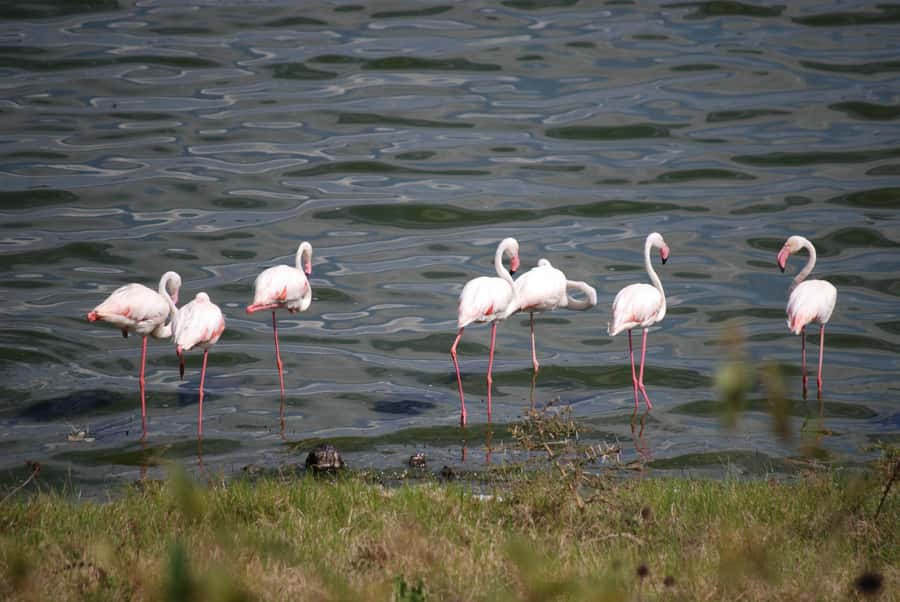 Arusha: Arusha National Park Day Trip w/ Game Drives & Lunch - Who should book this Arusha National Park day trip?