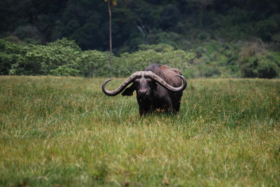 Arusha: Arusha National Park Day Trip w/ Game Drives & Lunch - From Tulia Boutique Hotel to the park: start time and what it means