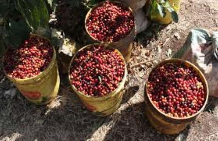 Arusha: Coffee Plantation Tour with Tasting and Hands-On … - Clock Tower Meeting Point and How You Start the Day