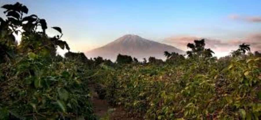 Arusha: Coffee Plantation Tour with Tasting and Hands-On … - Coffee Tasting Session: Roast Profiles and What to Notice