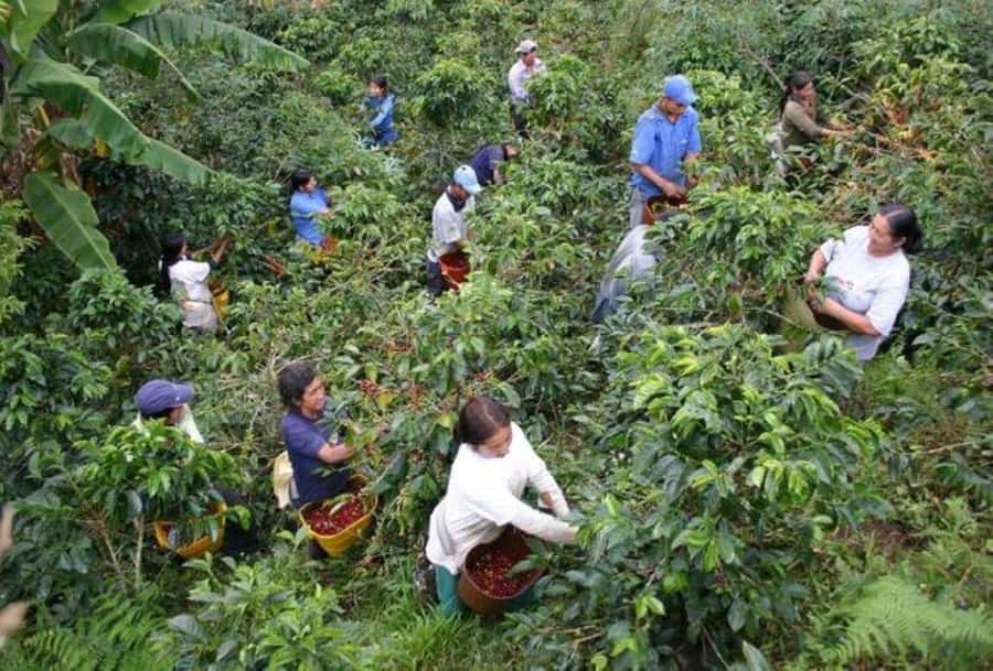 Arusha: Coffee Plantation Tour with Tasting and Hands-On … - Walking the Plantation: Coffee Trees, Cherries, and Farming Reality