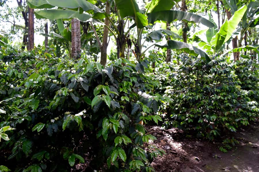 Arusha: Coffee Tour - Key highlights that make this coffee tour work
