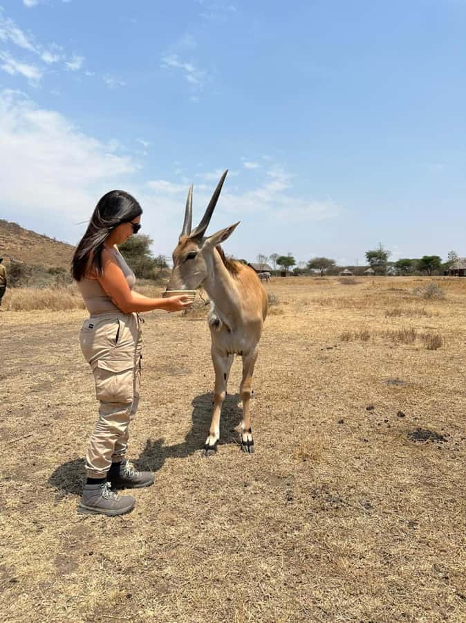 Arusha: Day Trip to Serval Wildlife - Feed Giraffes & Lions - Arriving at the Sanctuary: Mission, Rules, and What Your Guide Helps You Notice