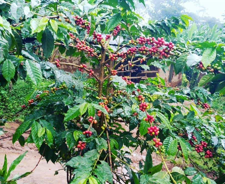 Arusha: Materuni Waterfalls, Coffee, and Hotsprings Tour - Who Should Book, and Who Should Skip This One