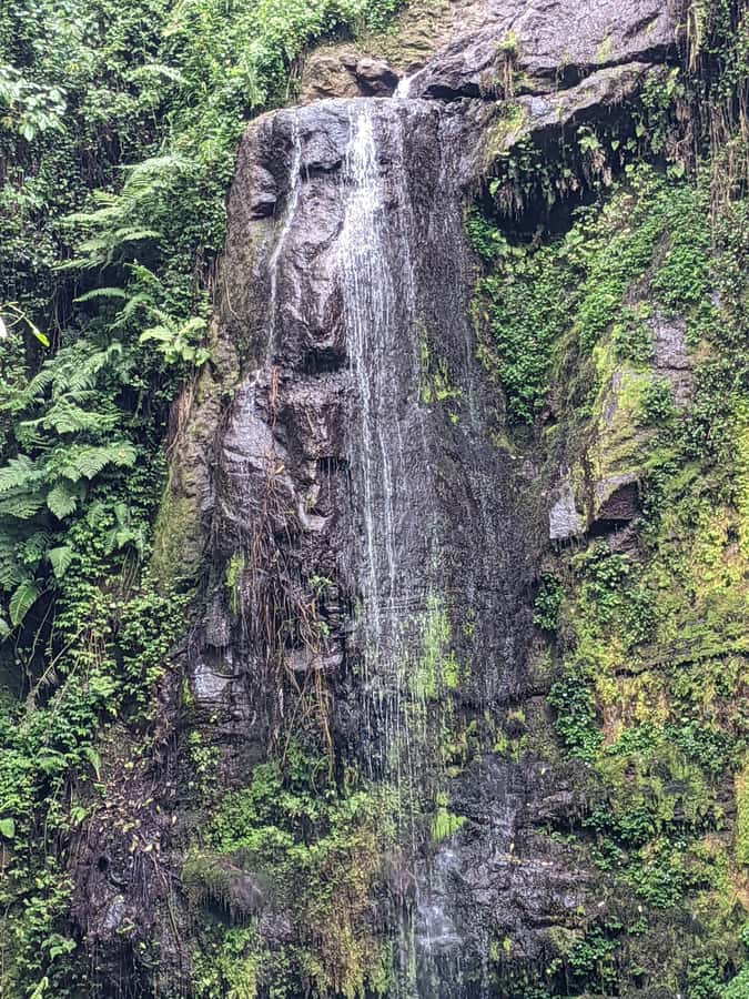 Arusha: Napuru Waterfalls Guided Hike - Into Mount Meru forest area: the walk under the trees