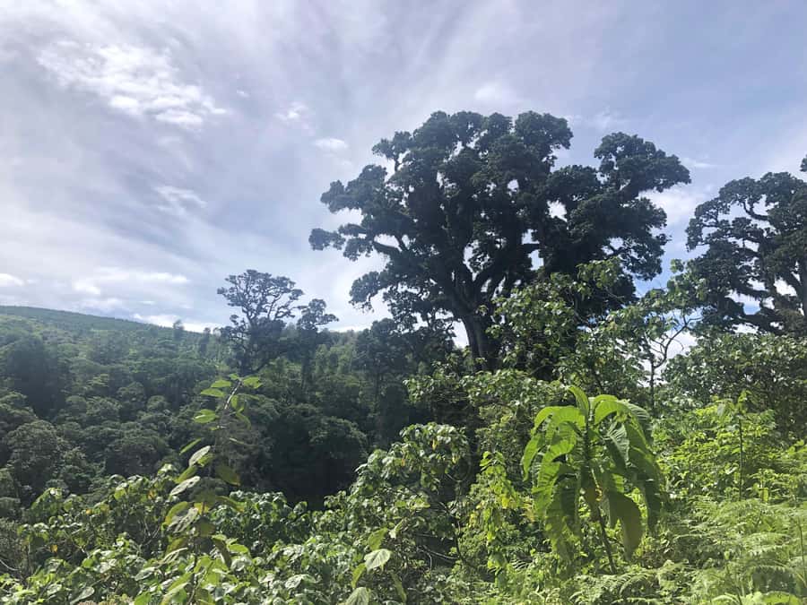 Arusha: Napuru Waterfalls Guided Hike - What to wear and bring for a wet, rocky half-day