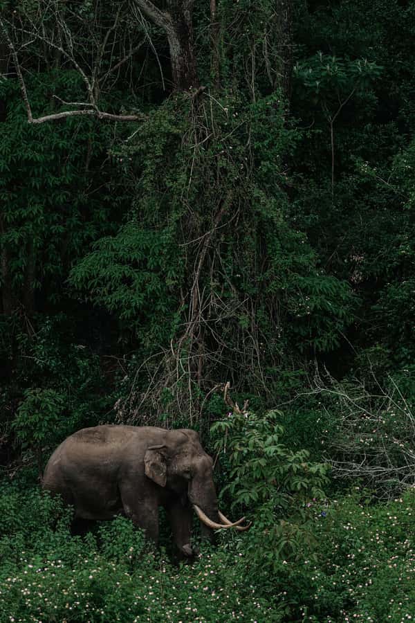 Arusha National Park Day Tour with All-Inclusive - Key things to know before you go