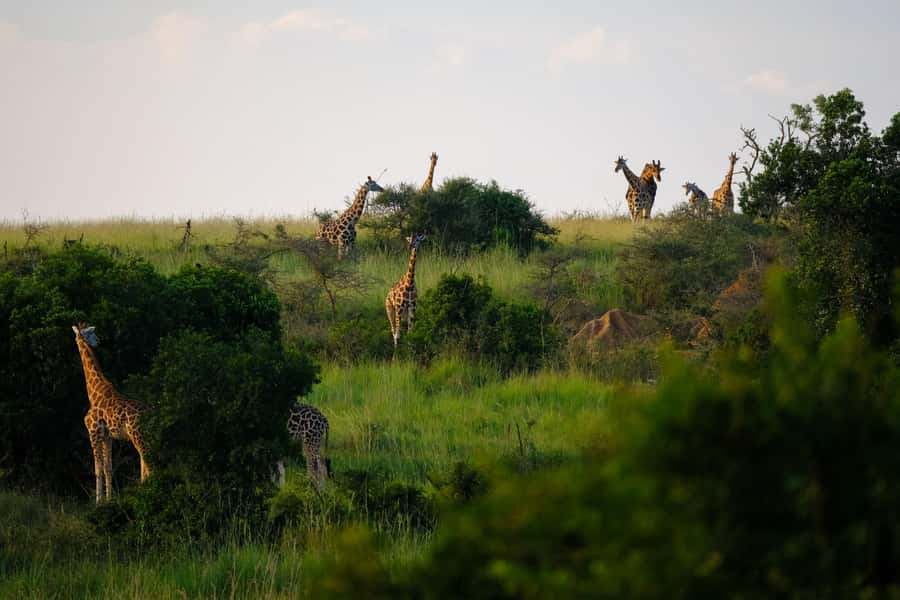 Arusha National Park Day Tour with All-Inclusive - Arusha National Park, one day, real wildlife