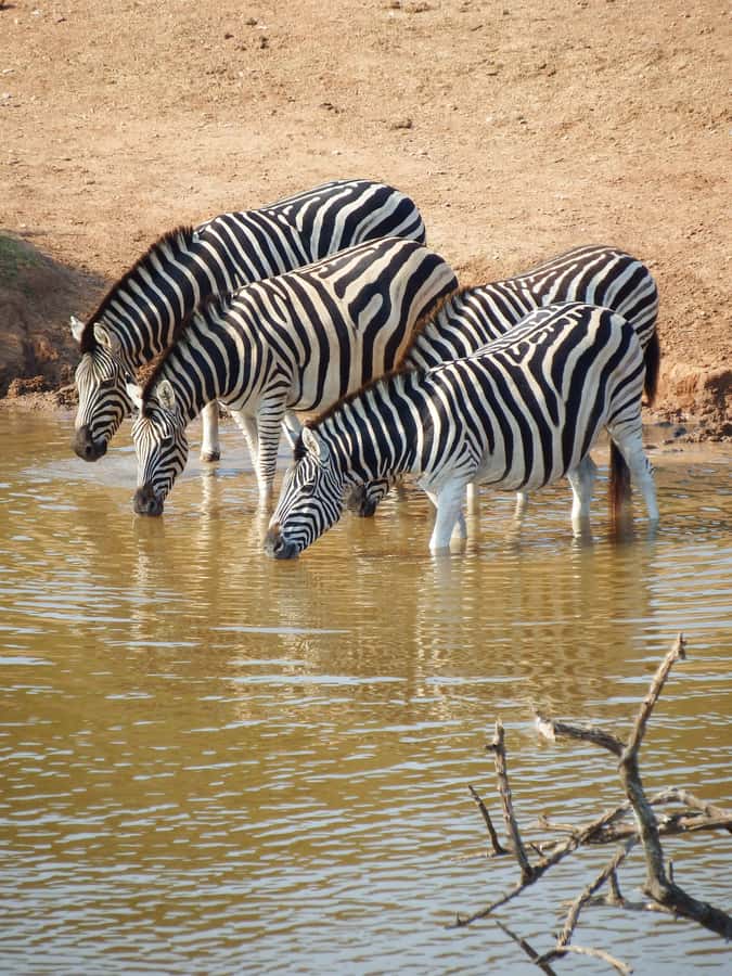 Arusha National Park Day Tour with All-Inclusive - Morning pickup and the drive to Ngurudoto Crater